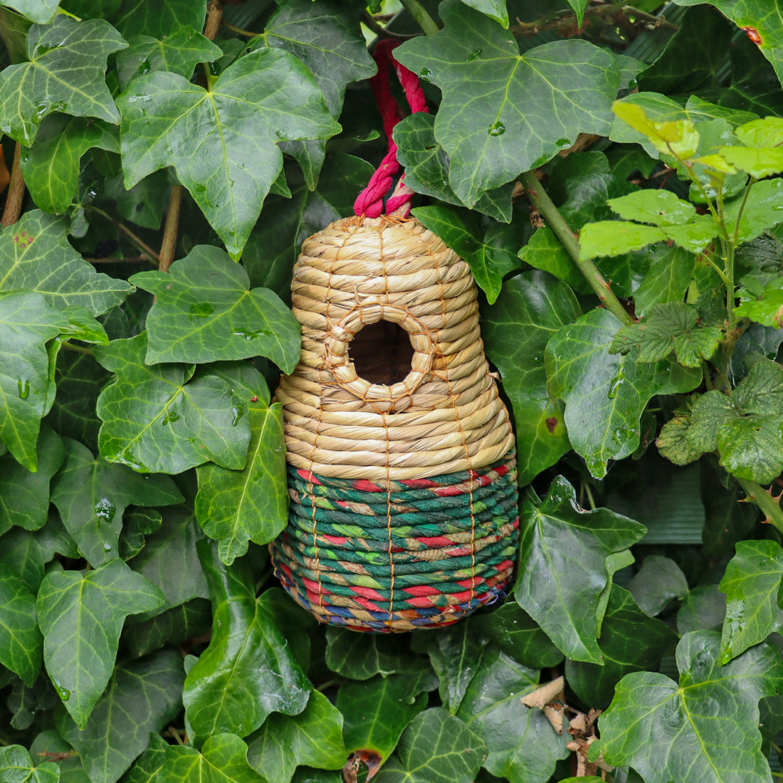 ‘Sari’ Artisan Bird Nester amongst ivy.