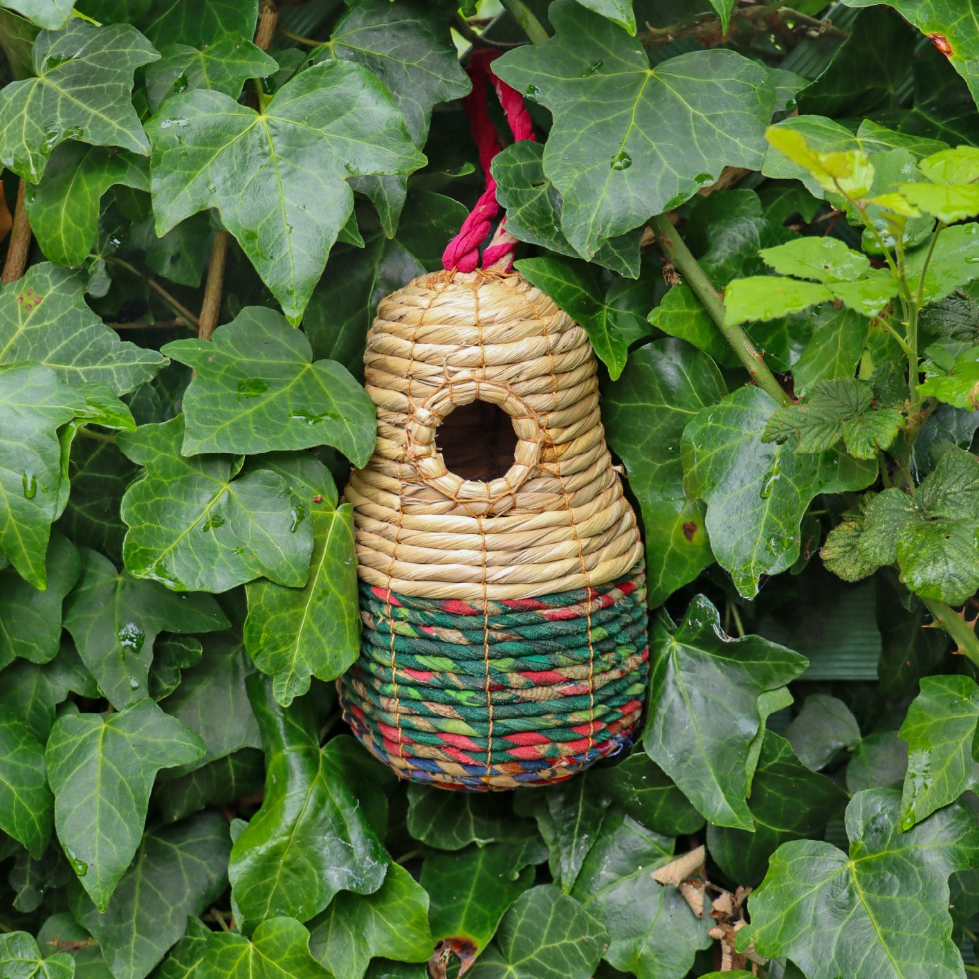 ‘Sari’ Artisan Bird Nester amongst ivy.