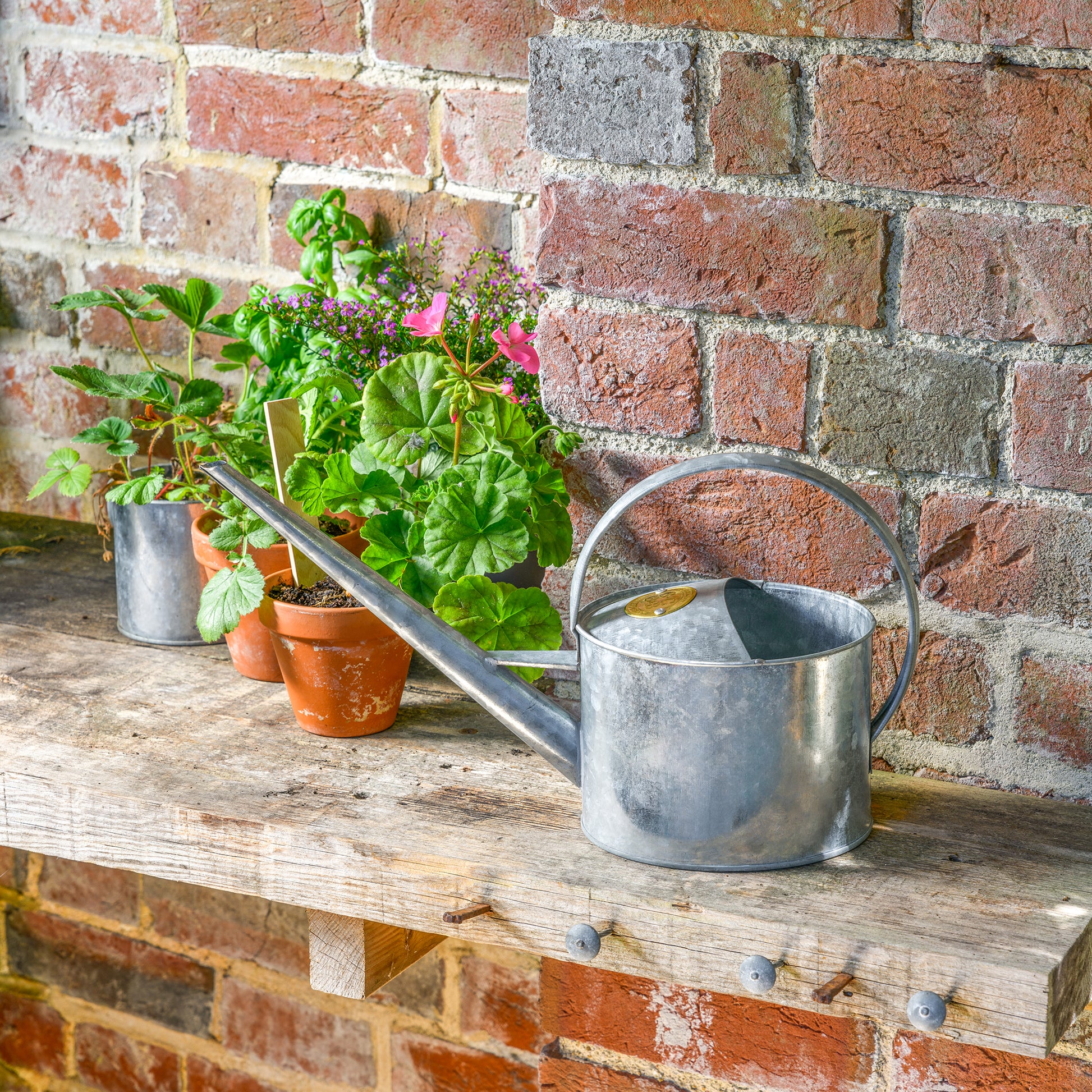 1.7 litre galvanised steel watering can on a shelf next to some plants in pots.