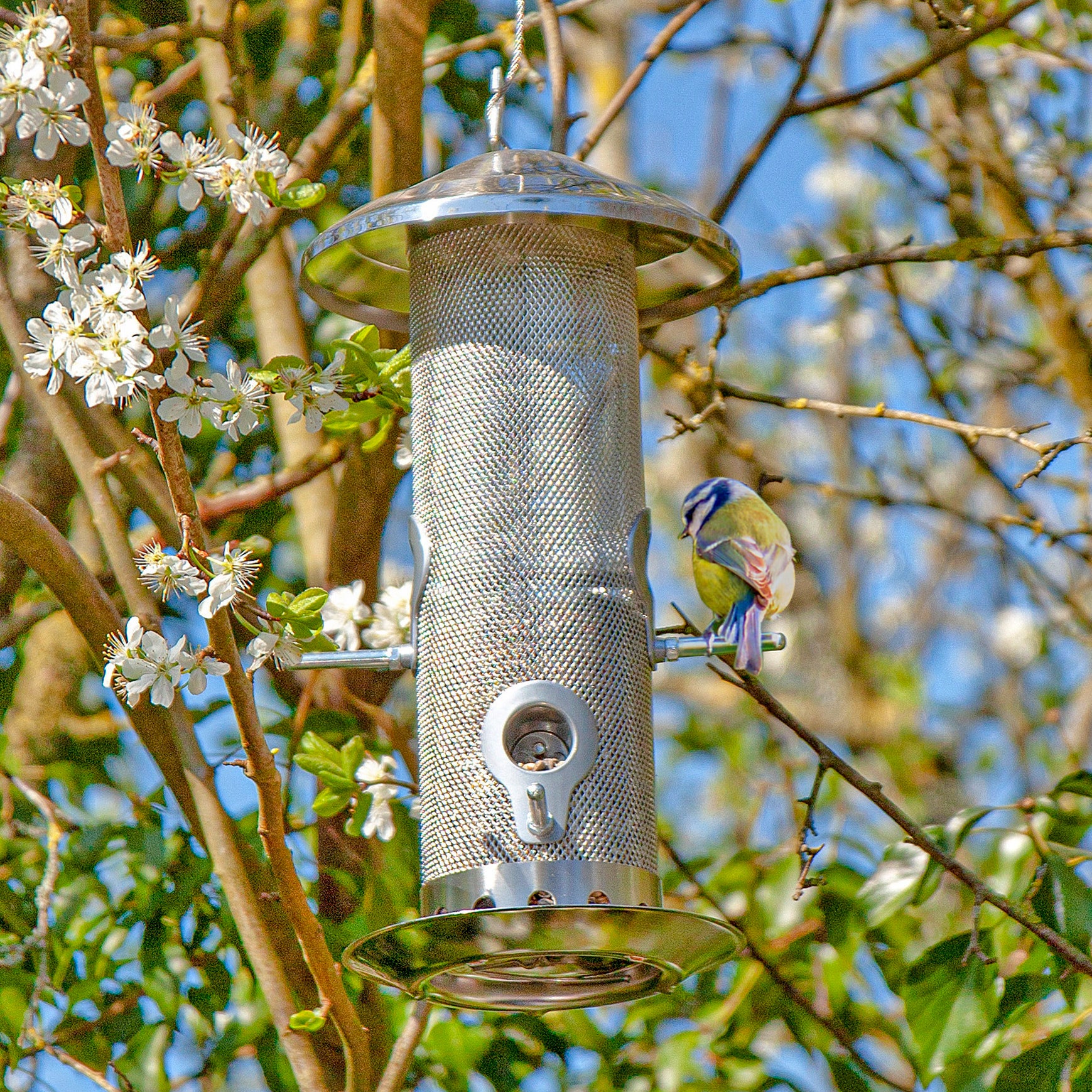 Stainless Steel Seed Bird Feeder hanging from a branch with a blue tit feeding.