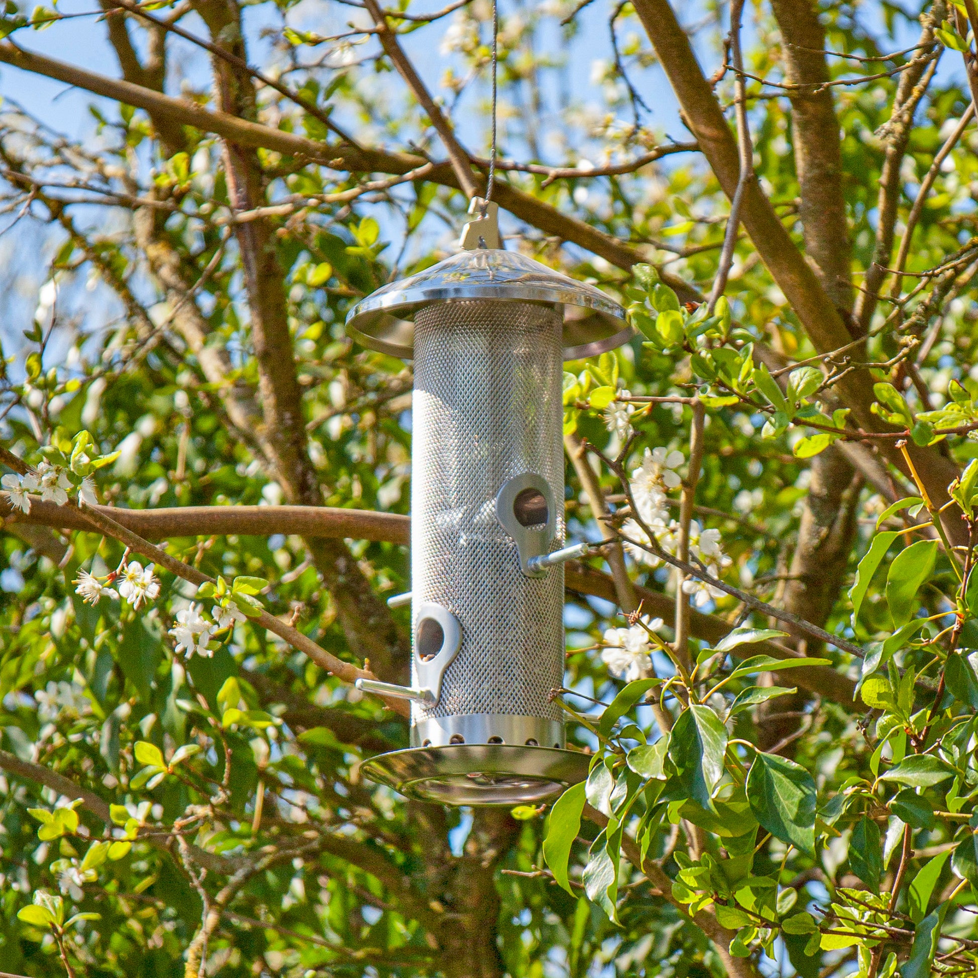 Stainless Steel Seed Bird Feeder hanging from a branch.