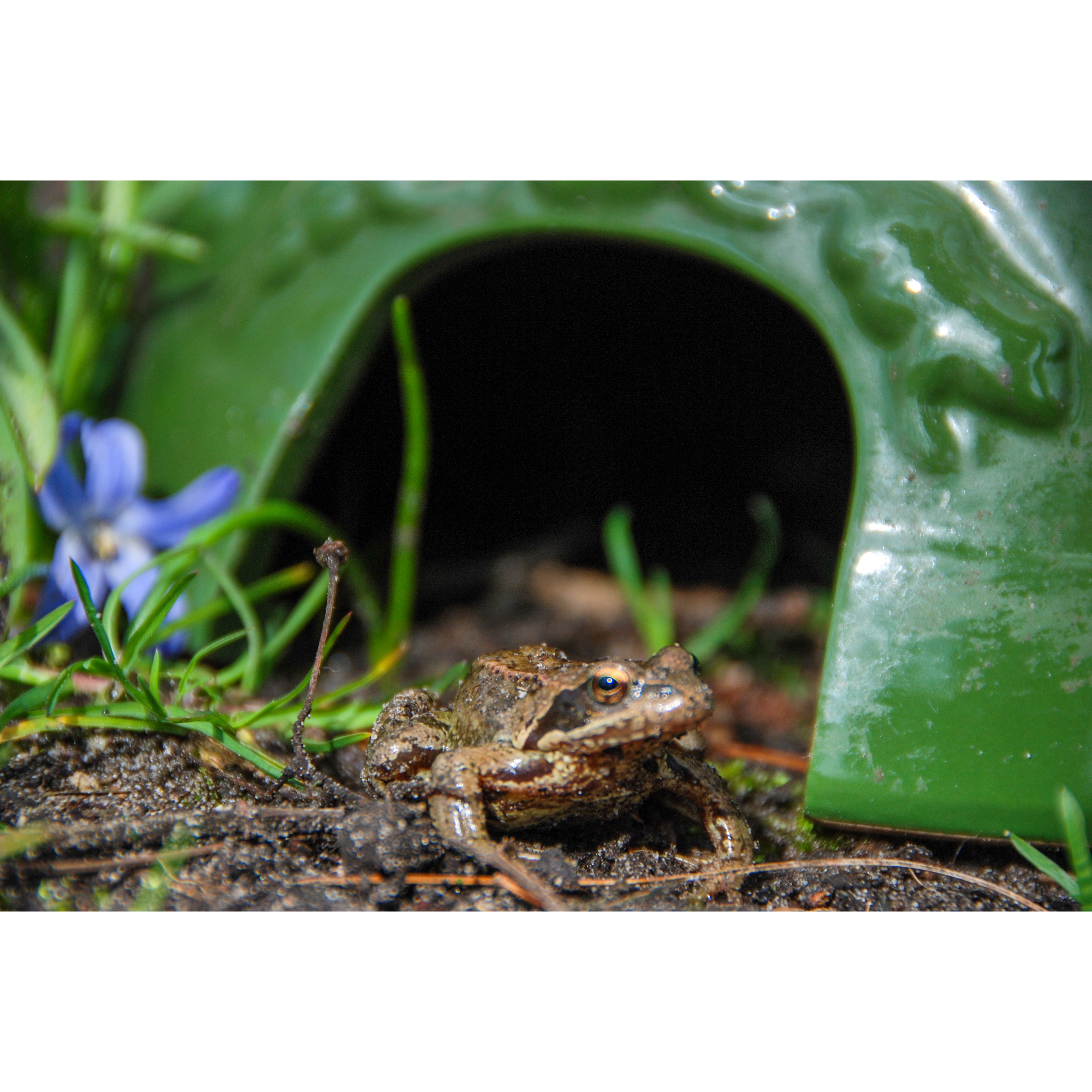 Toad resting at the entrance of the toad house.