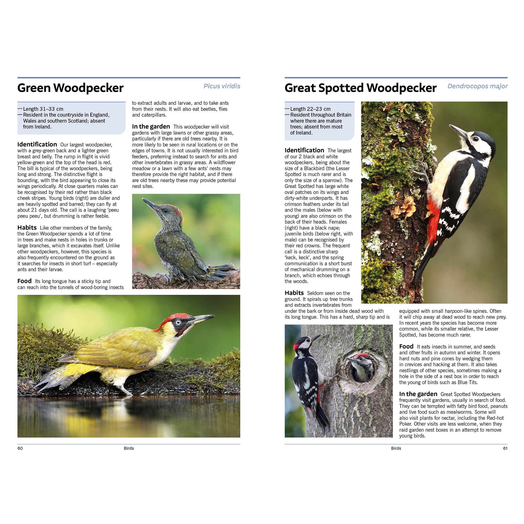 RSPB Handbook of Garden Wildlife - Peter Holden & Geoffrey Abbott