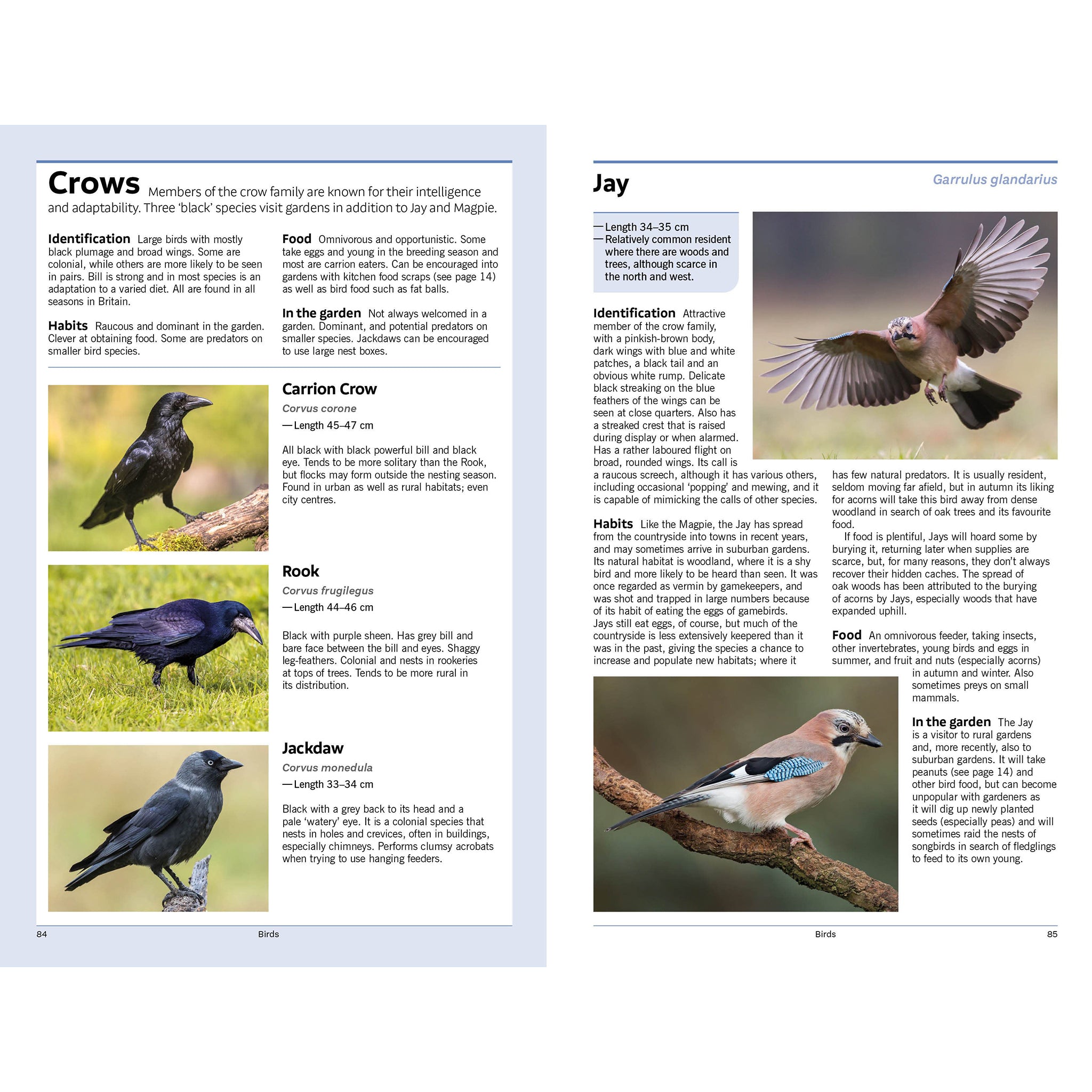 RSPB Handbook of Garden Wildlife - Peter Holden & Geoffrey Abbott